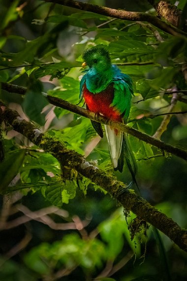 107 Monteverde, quetzal.jpg